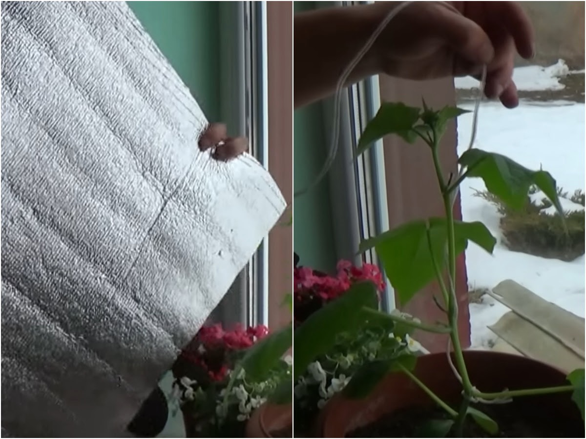 огурец на подоконнике