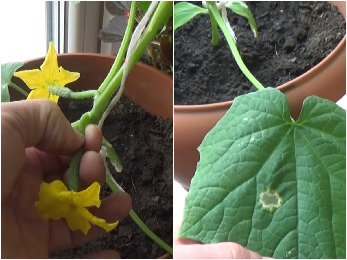 уход за комнатным огурцом