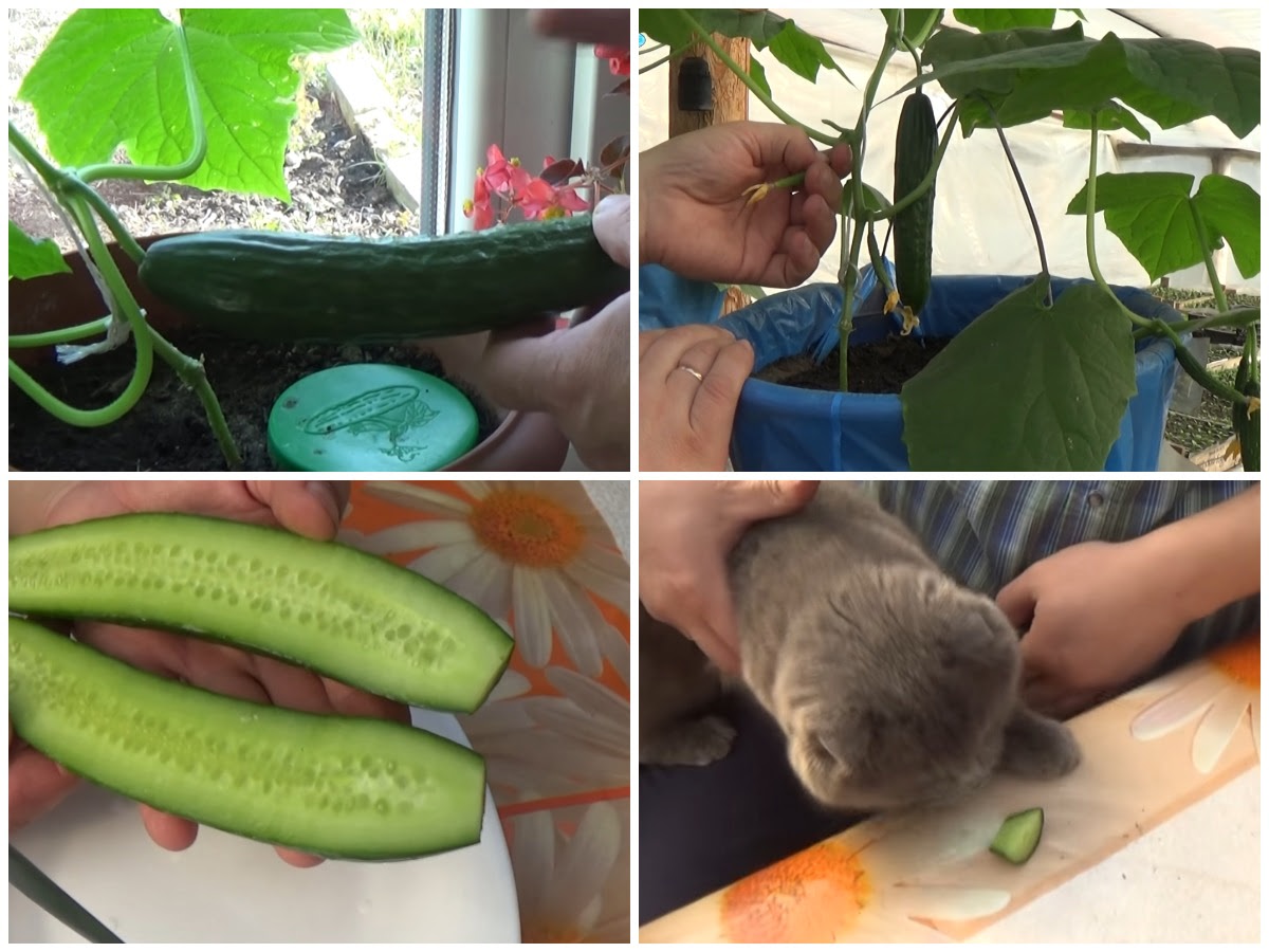 результаты выращивания комнатного огурца
