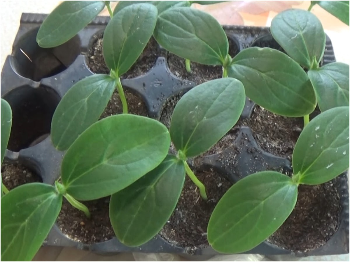 всходы огурцов в кассете