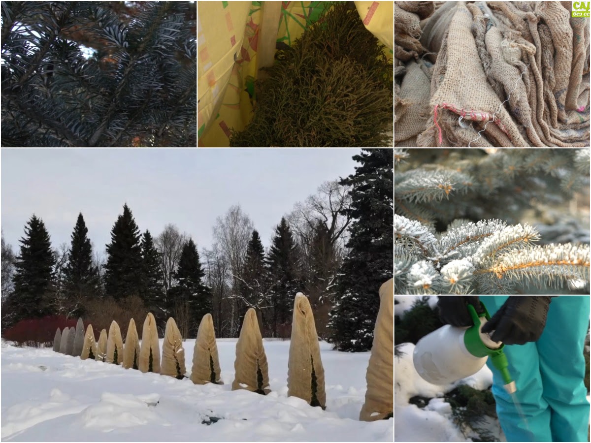 защита хвойных от солнечных ожогов