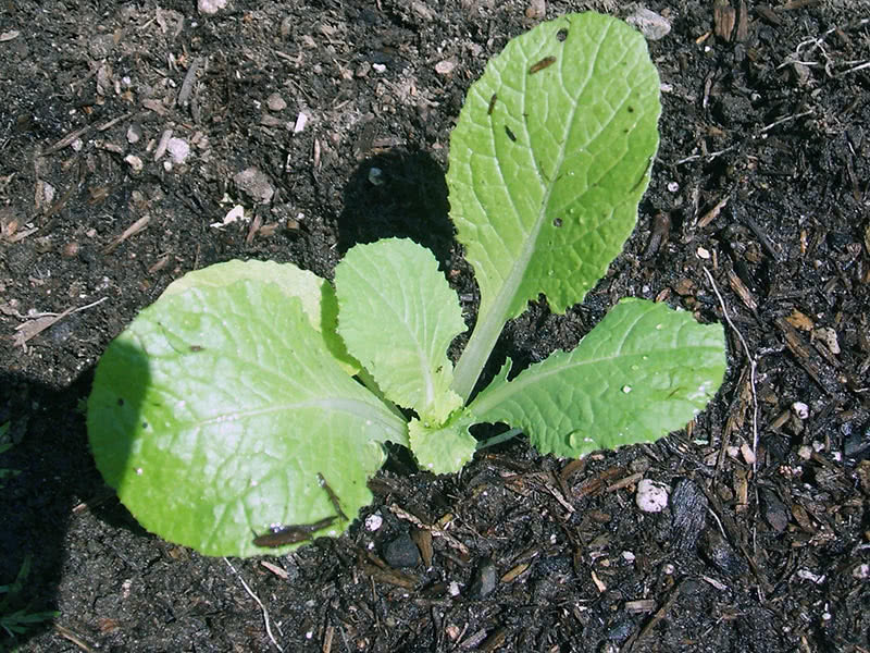 Как правильно выращивать рассаду капусты дома