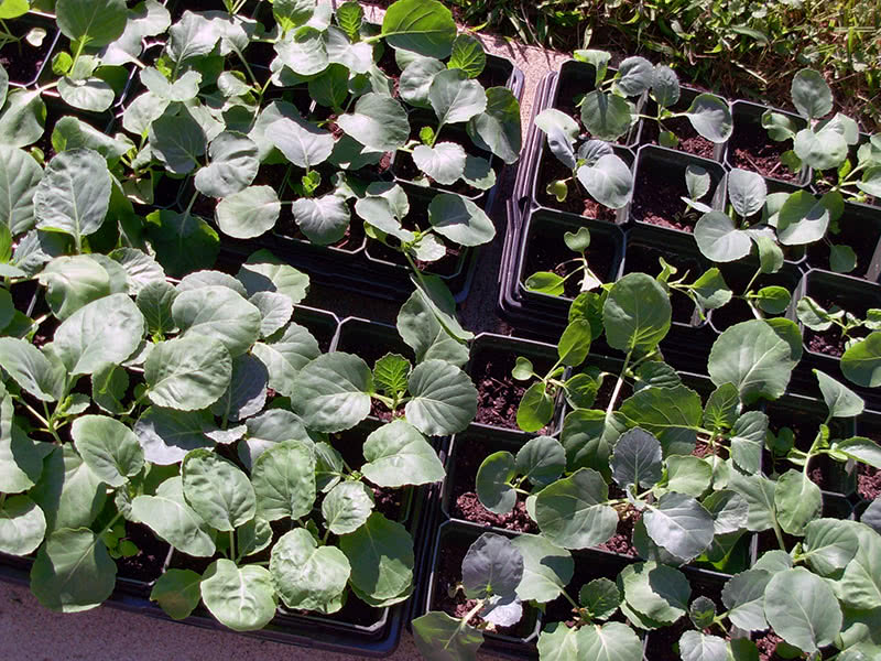 Выращивание и уход за рассадой капусты в домашних условиях