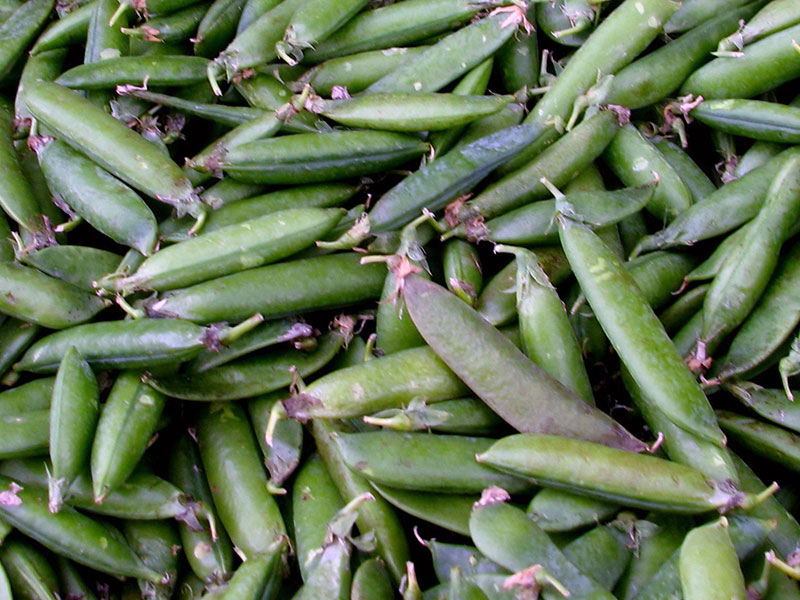 Посадка и уход за горохом в открытом грунте