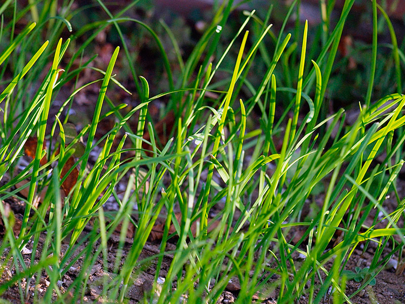 Выращивание лука порея из семян и уход за ним