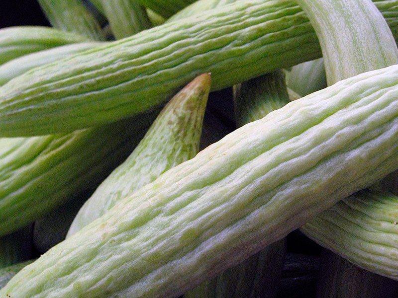 Посадка и уход за змеевидной дыней