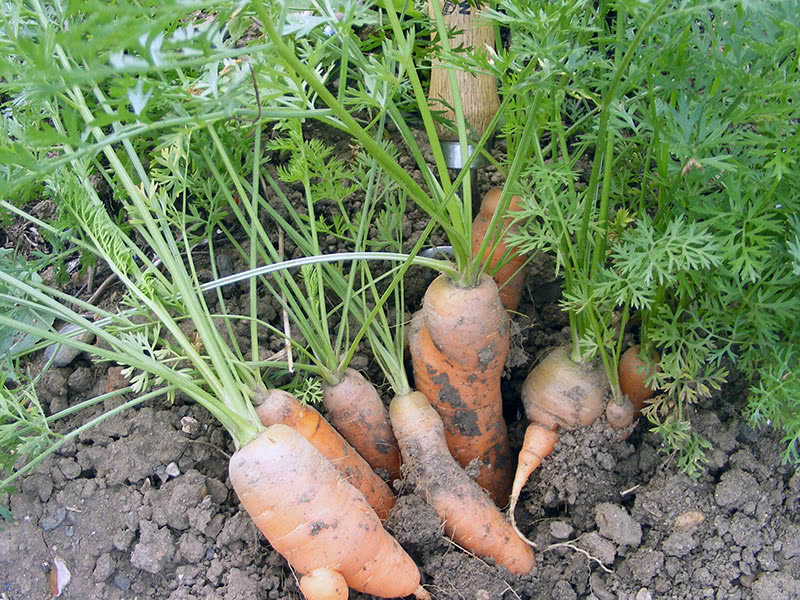 Как поливать морковь после посадки и перед сбором урожая