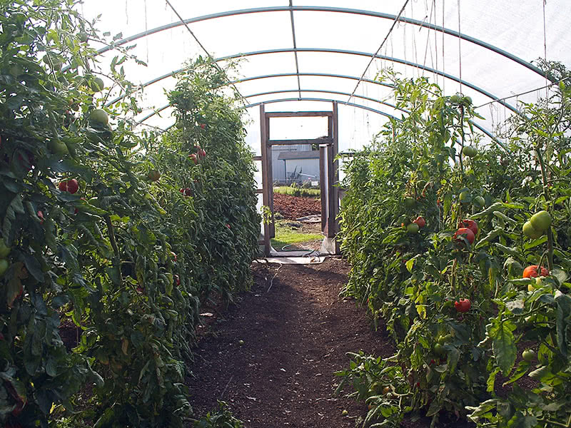 Чем обработать помидоры от болезней и вредителей в теплице