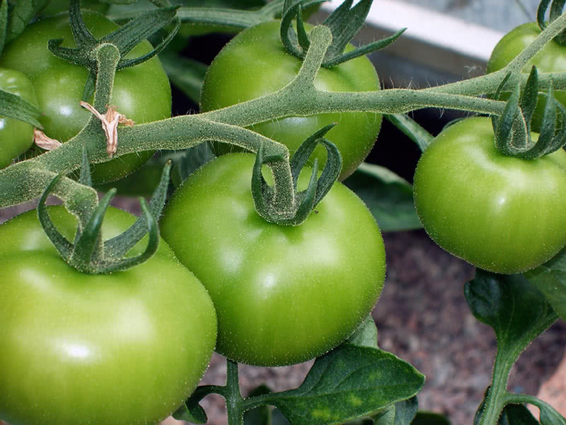 Тепличные вредители томатов и борьба с ними