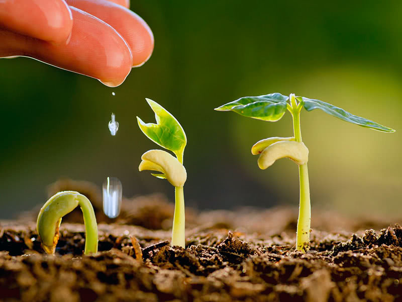 Немного о стимуляторах роста