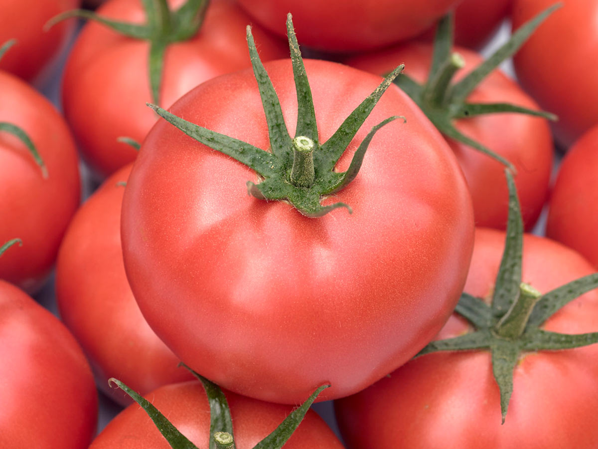 Самые урожайные голландские сорта томатов