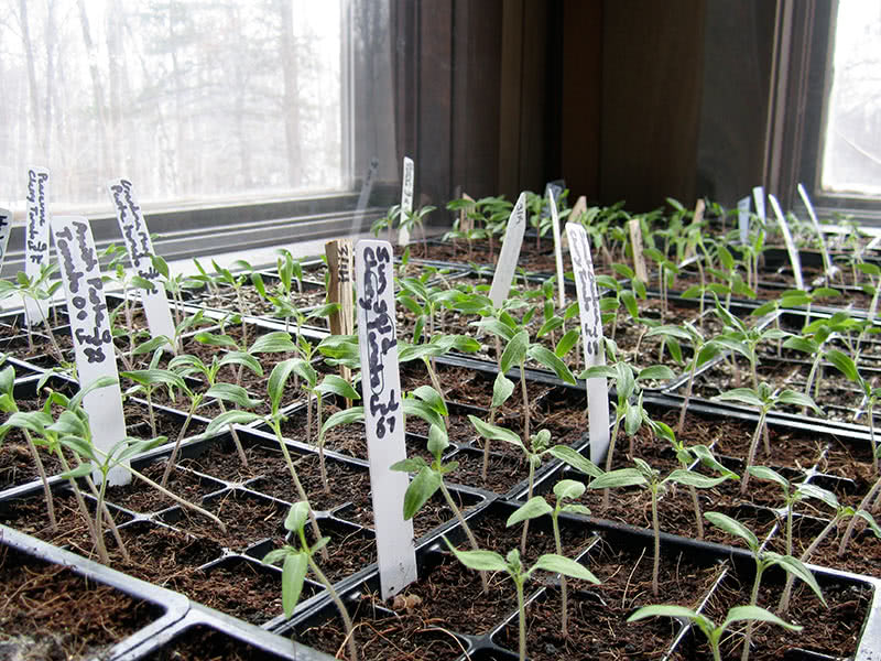Условия выращивания рассады томатов в домашних условиях