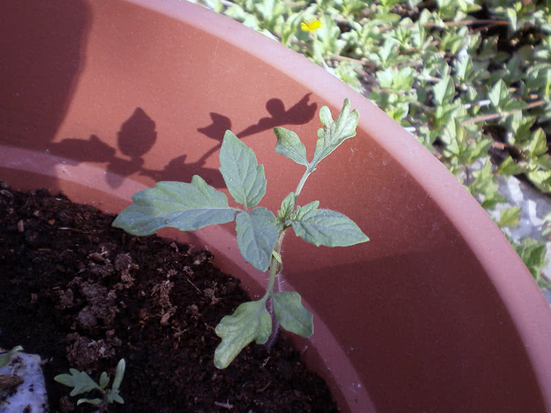 Как ухаживать и вырастить рассаду помидоров