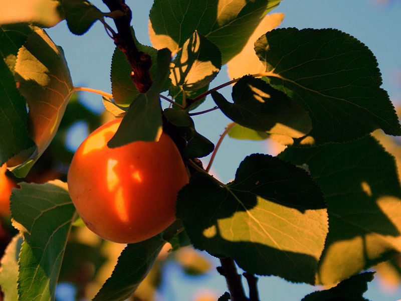 Обрезка абрикосы в саду – санитарная и формирующая