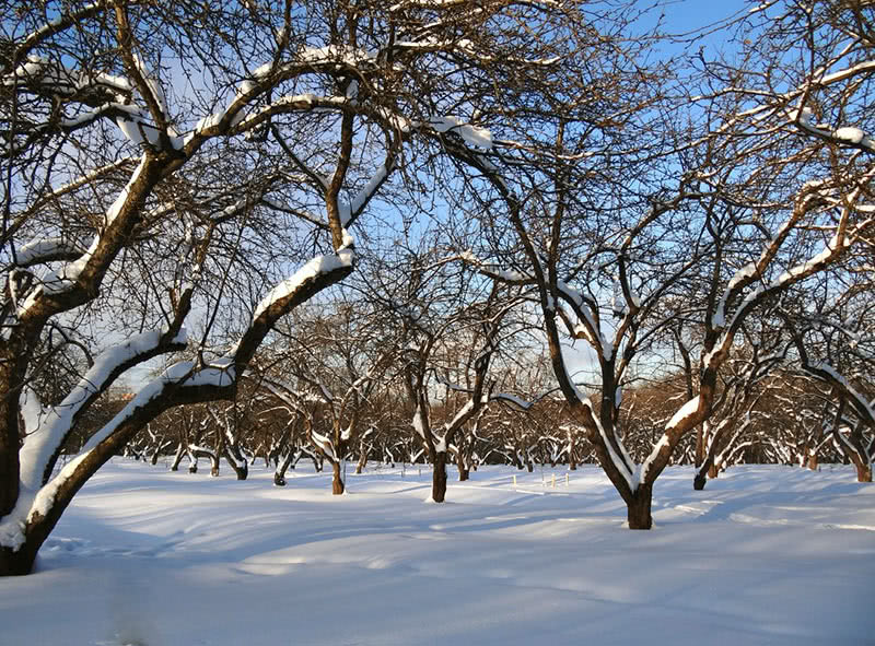 Готовим деревья к зиме
