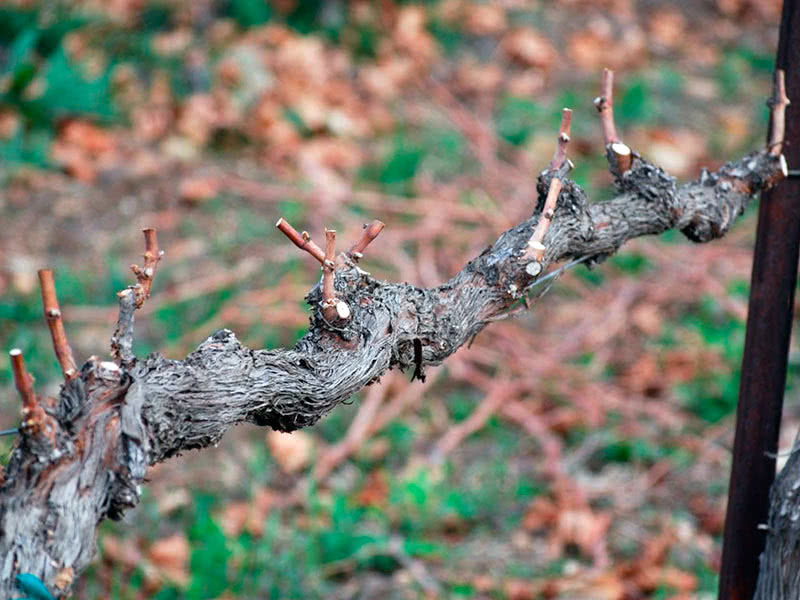 Условия обрезки винограда осенью