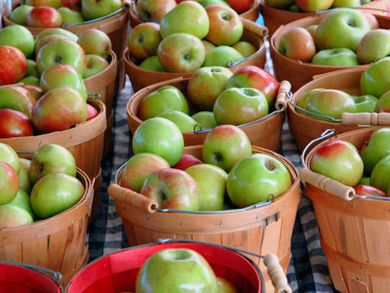 Как собирать и хранить яблоки: сроки и условия