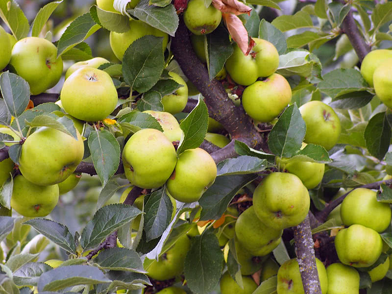 Чем обрабатывать яблони от вредителей
