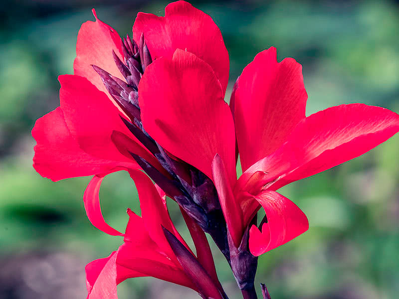 Фото канны цветы с красными листьями