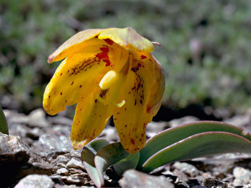рябчик сизый (Fritillaria glauca)