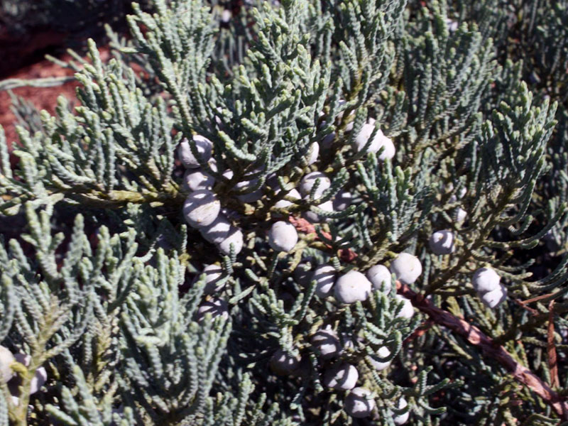 Виды можжевельников садовых