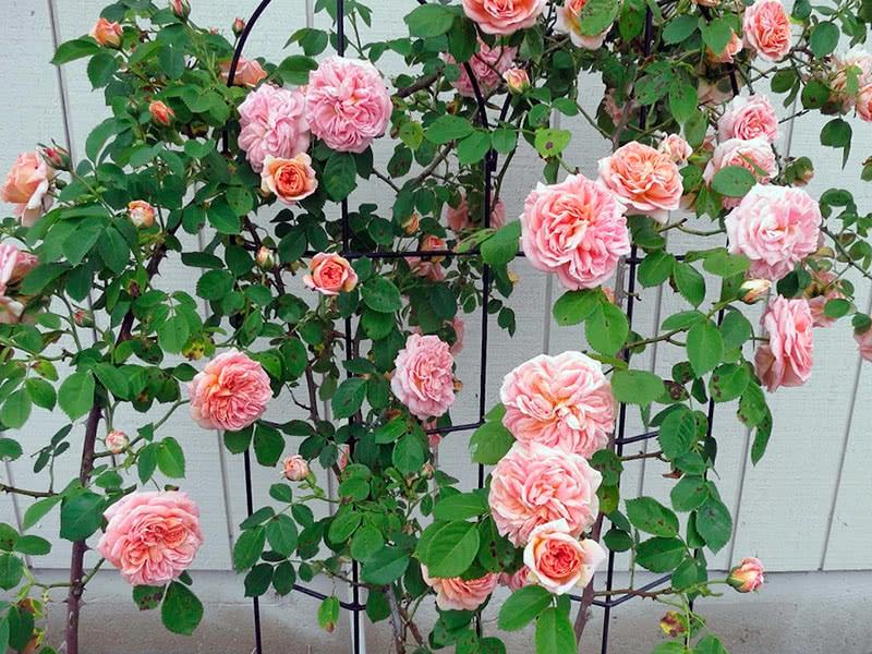 Цветение плетистой розы в саду