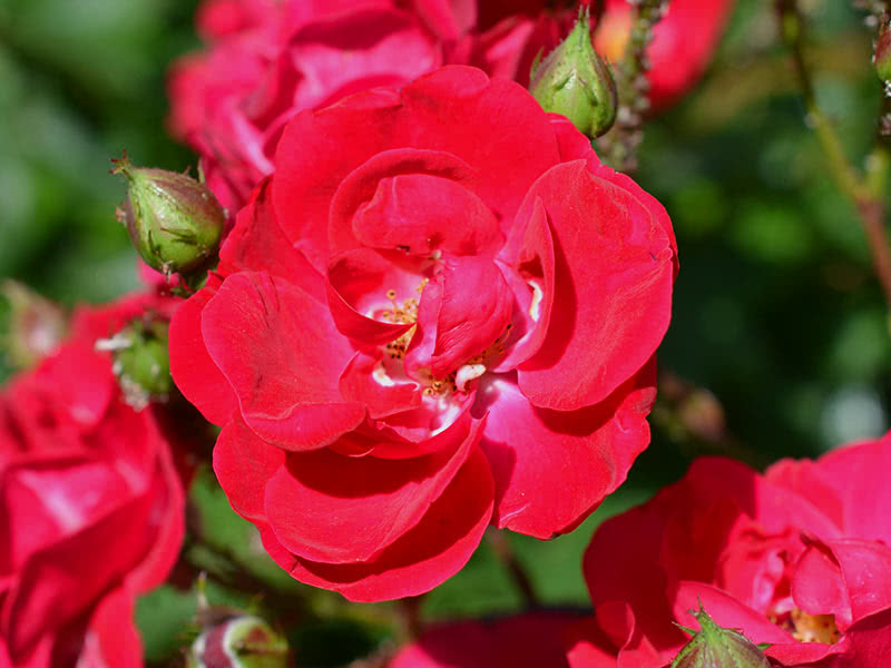 Как правильно удобрять розы для пышного цветения