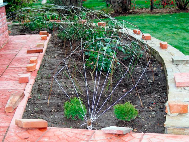 Обрезка и зимовка розовых кустов