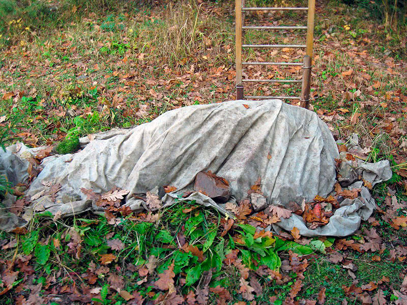 Как правильно укрывать розы на зиму