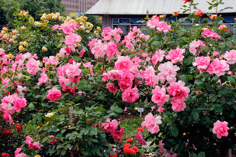 Цветущие садовые розы