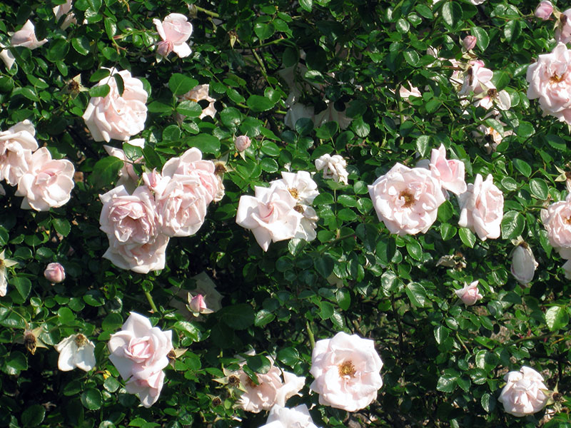 Виды роз, выращиваемых в саду