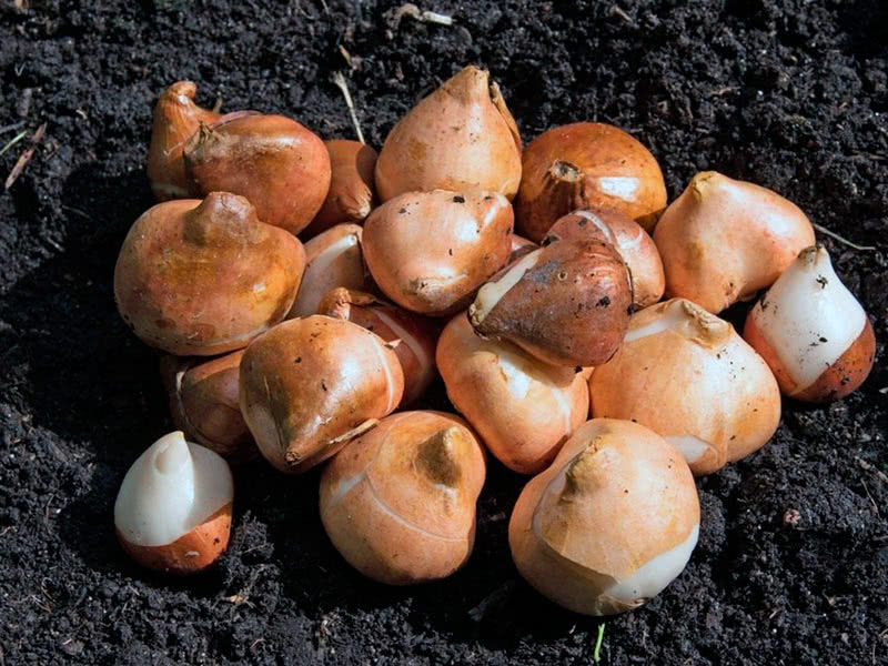 Как хранить луковицы тюльпанов до посадки осенью