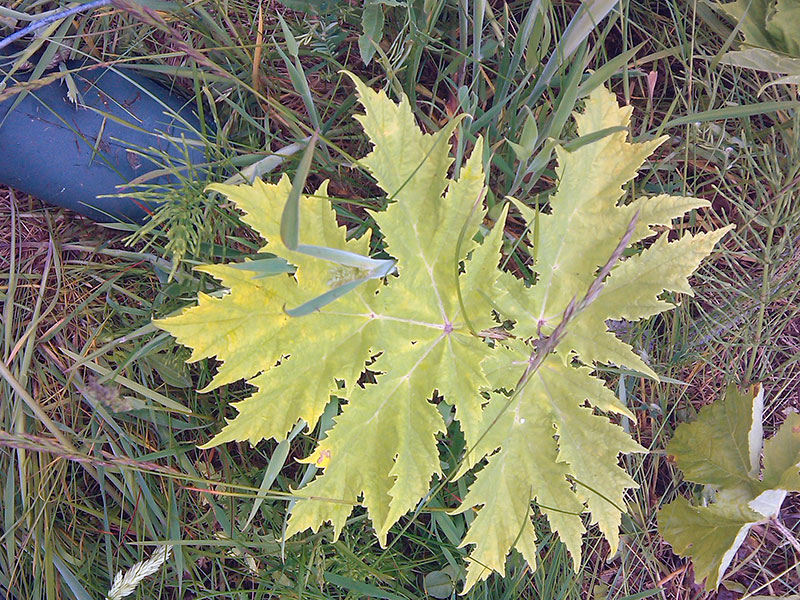 Ядовитые растения – борщевик