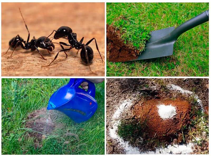 Собираем муравьев механически